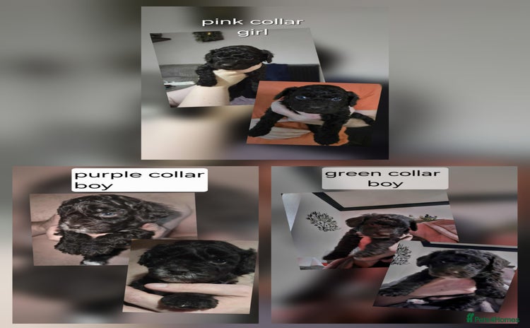 Cockapoo dogs - Advert 12