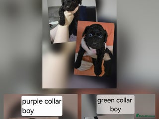 Cockapoo dogs Cockapoo - Advert 3