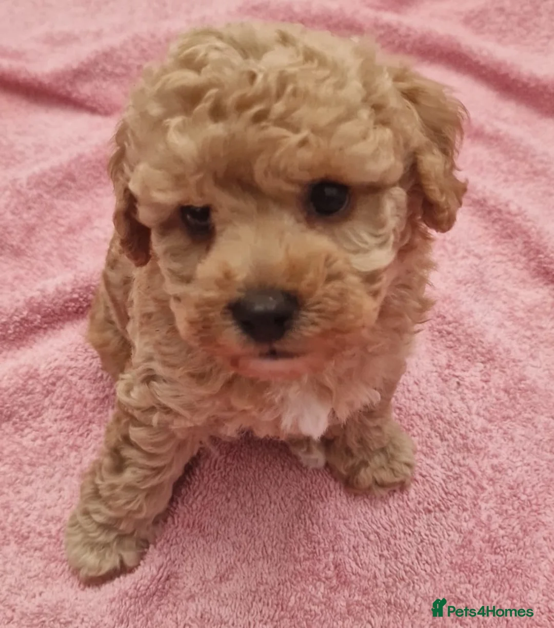 Poochon dogs for sale: Bichonpoo puppies - Advert 2