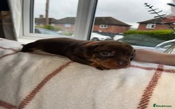 Miniature Dachshund dogs for sale: Beautiful Dachshund puppy’s  - Image 19