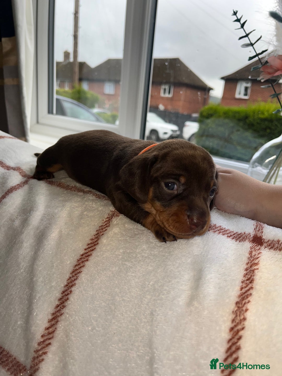Miniature Dachshund dogs for sale: Beautiful Dachshund puppy’s  - Image 19