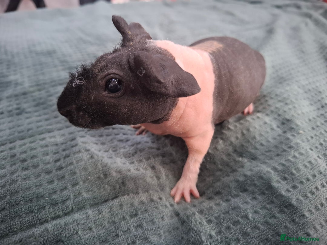 Guinea Pig rodents for sale: Skinny guinea pig boars. - Advert 6