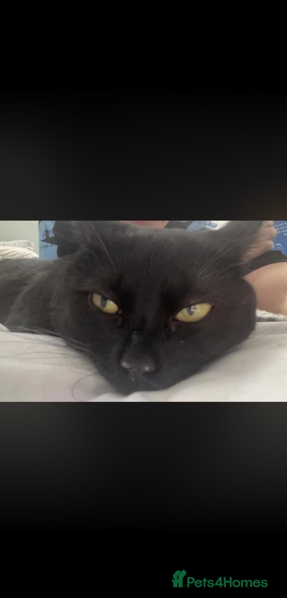 Mixed Breed cats Black kitty for sale  - Advert 3