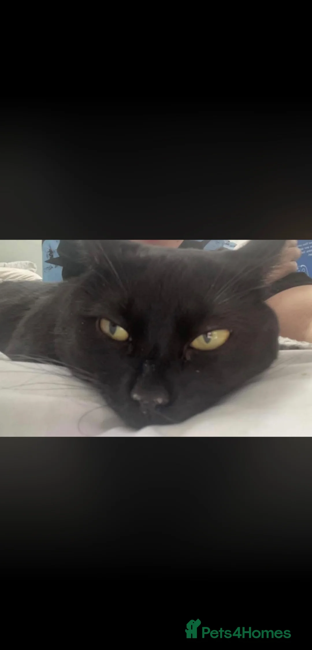 Mixed Breed cats for sale: Black kitty for sale  in Salford - Advert 1