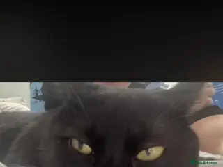 Mixed Breed cats Black kitty for sale - Advert 3