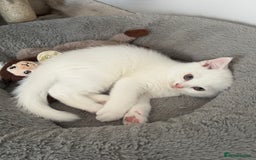 British Shorthair cats for sale: 2 british shorthair/longhair X Scottish fold boys  - Image 3
