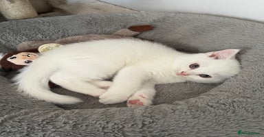 British Shorthair cats - Advert 5