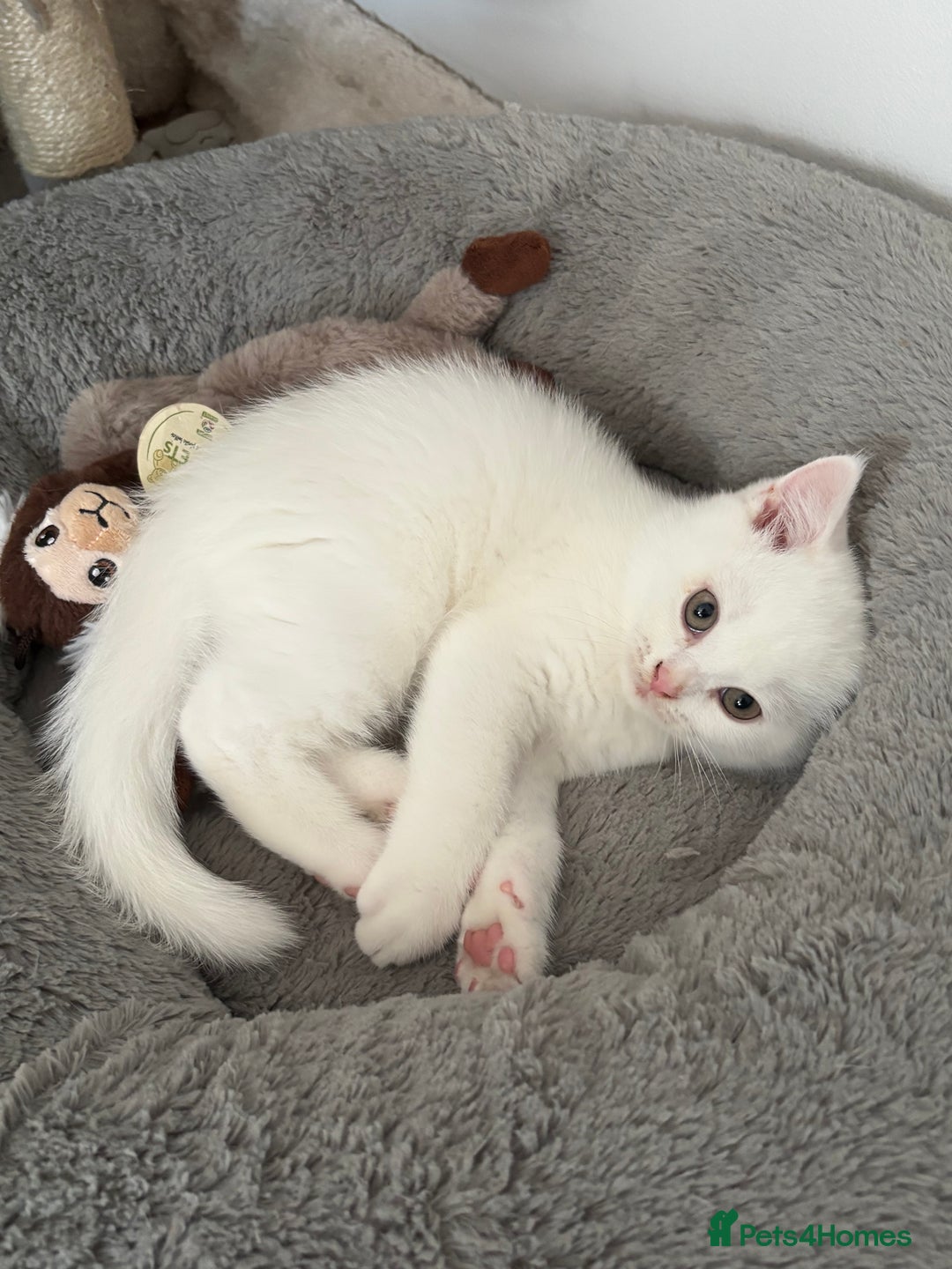 British Shorthair cats for sale: 2 british shorthair/longhair X Scottish fold boys  - Image 3