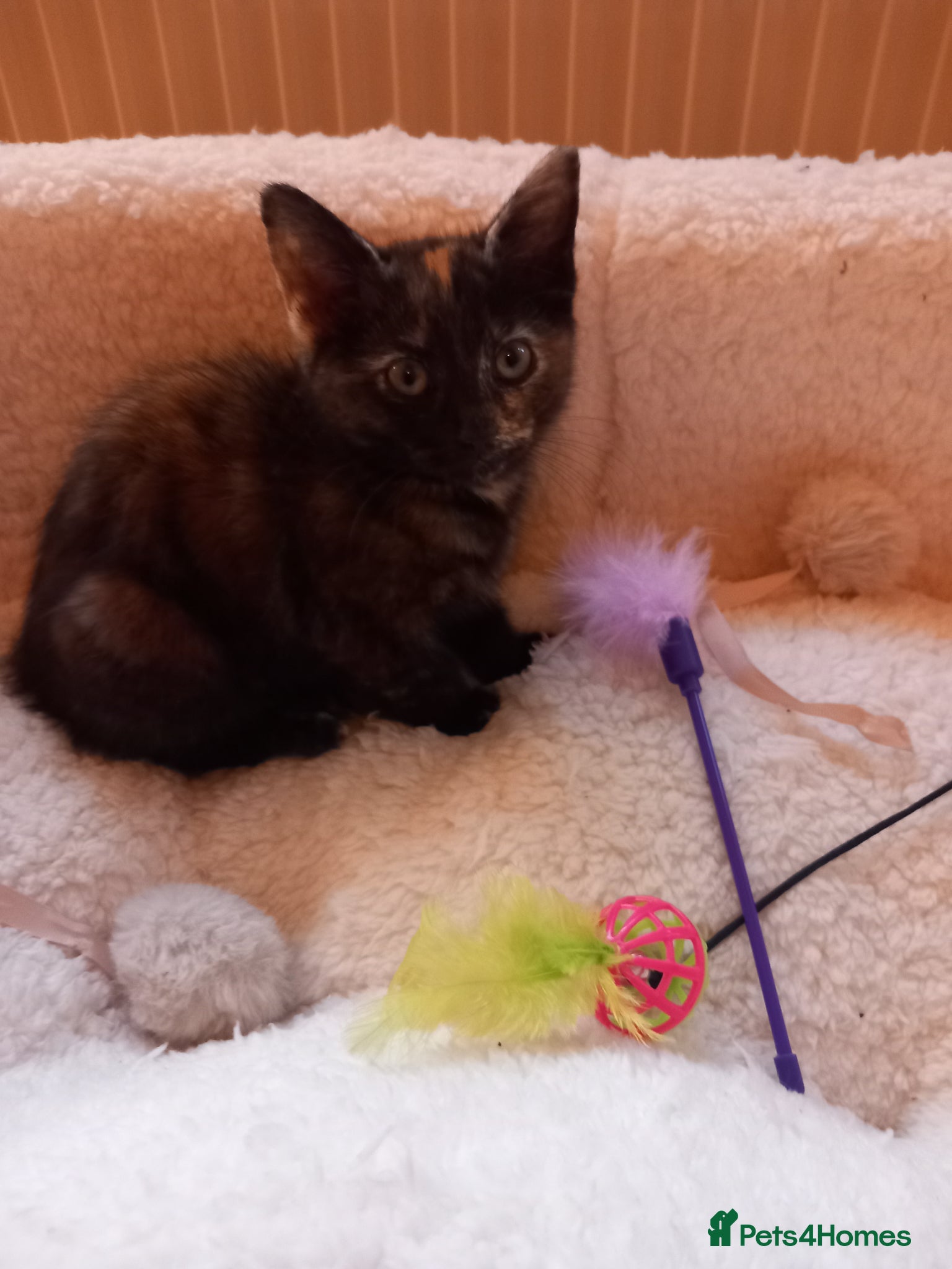 Mixed Breed cats Goldie and Meg have had their gorgeous kittens - Advert 1