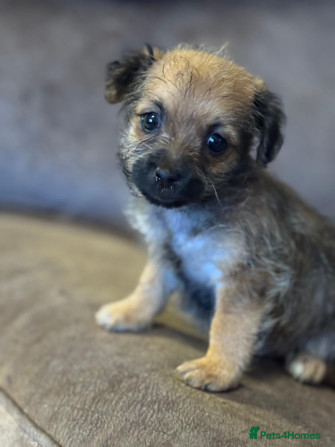 Pomapoo dogs for sale: 4 Beautiful, Friendly, Lovable little puppies for - Advert 2