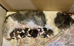 Shih Tzu dogs for sale: Shih Tzu Puppies - Image 5
