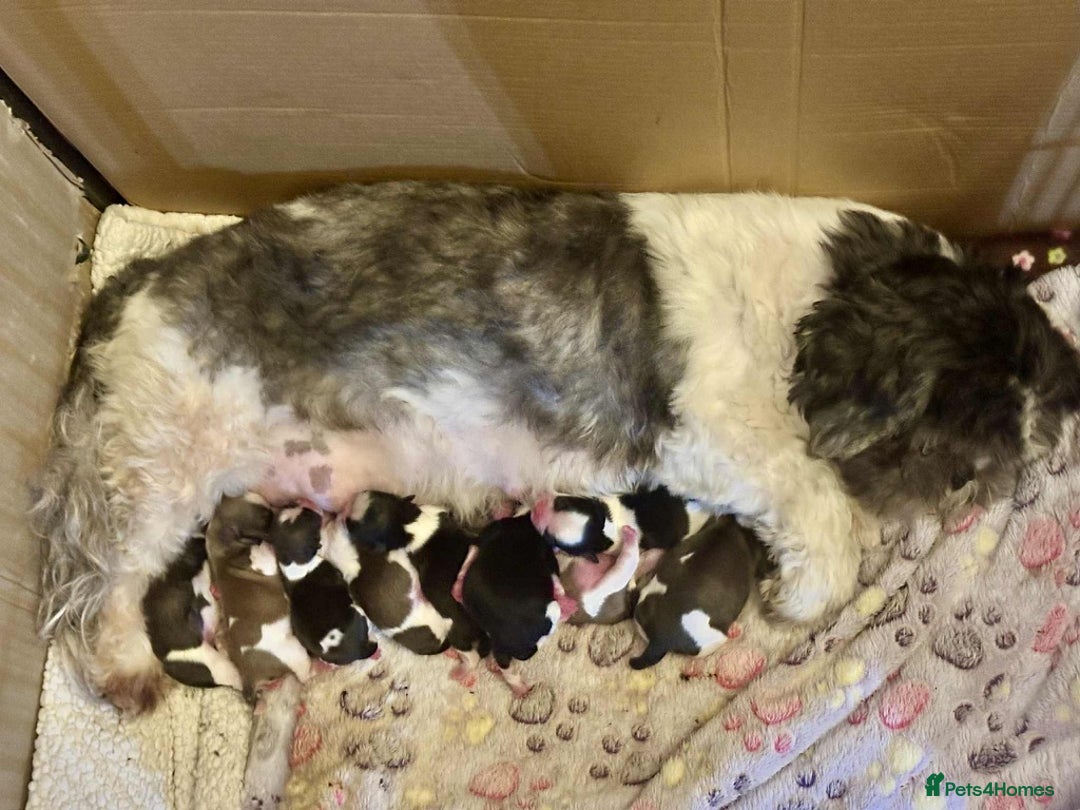 Shih Tzu dogs for sale: Shih Tzu Puppies - Image 5