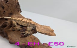 Gecko reptiles for sale: Adult Crested Geckos - Image 4
