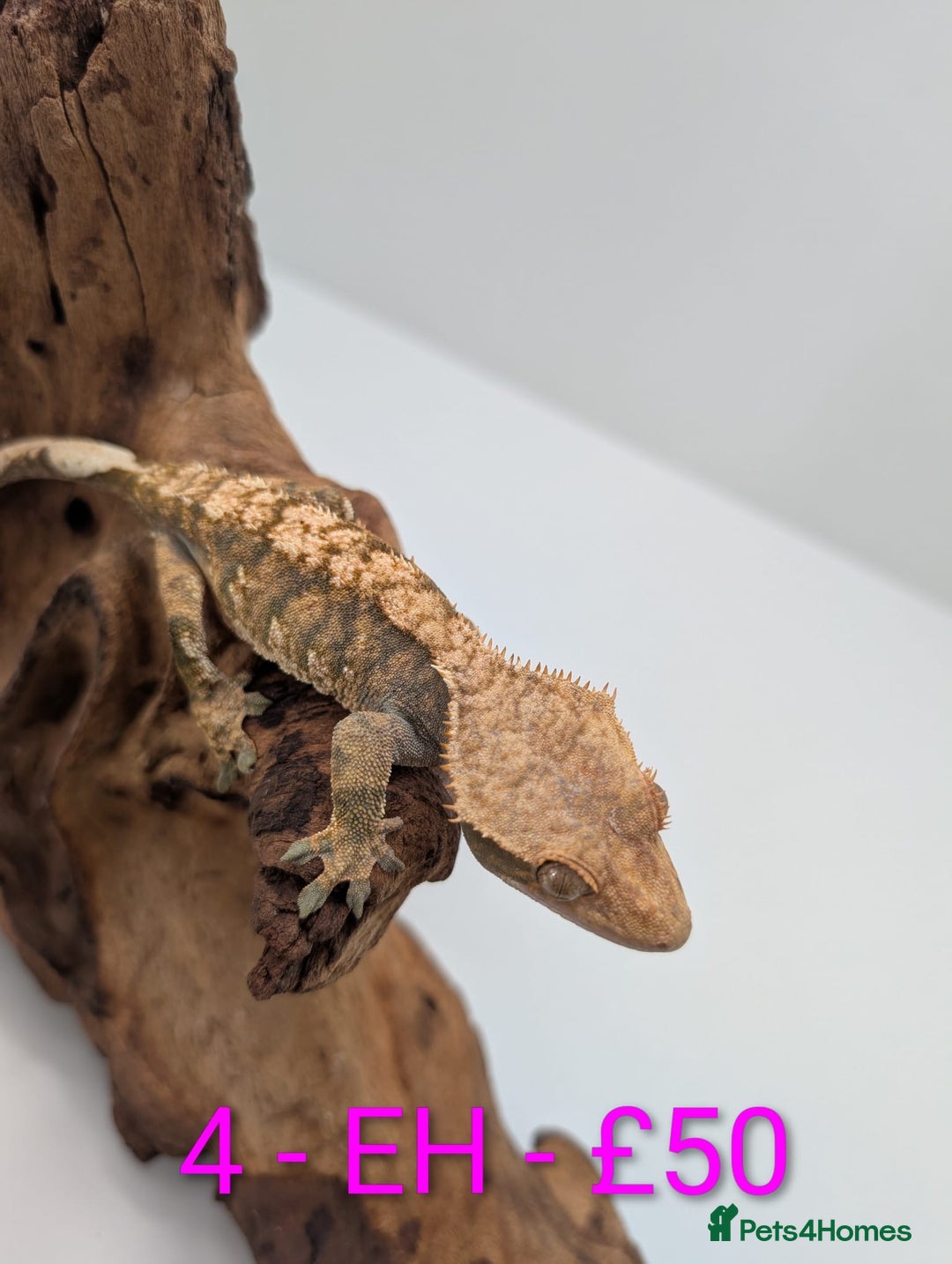 Gecko reptiles for sale: Adult Crested Geckos - Image 4