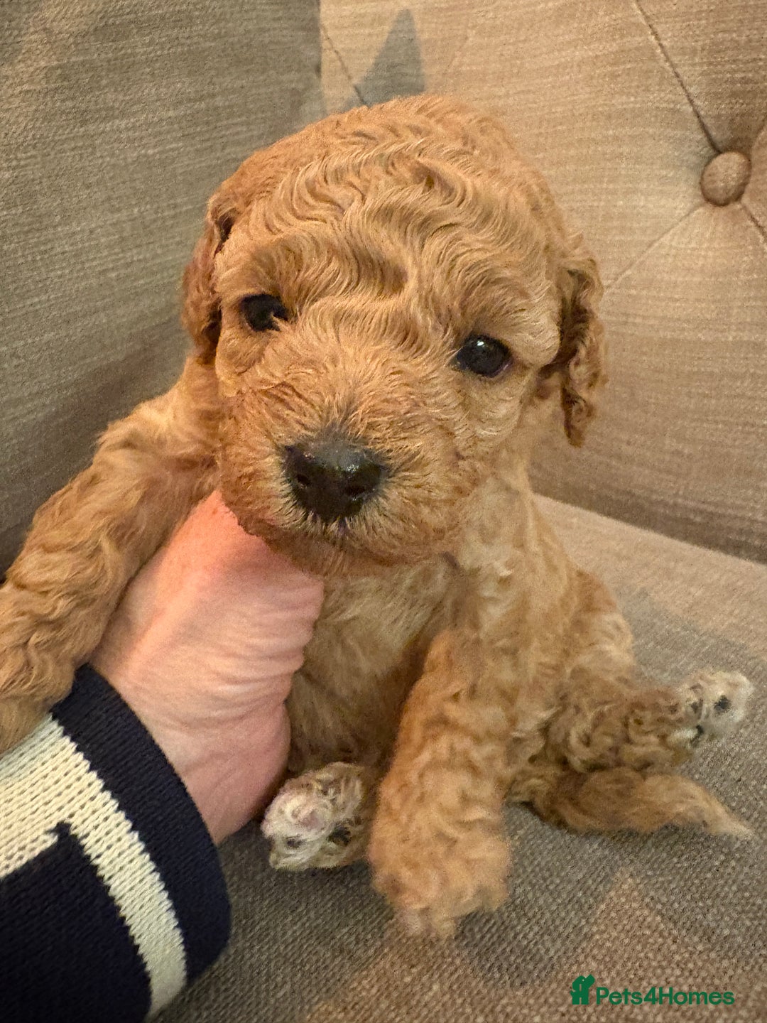 Cavapoo dogs for sale: Beautiful cavapoo puppies from a family home - Advert 26
