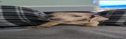 Miniature Dachshund dogs for sale: Beautiful puppies in London - Advert 4