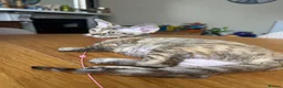 Devon Rex cats for sale: Our beautiful Devon Rex kittens are ready to move  - Advert 33