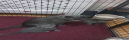 Russian Blue cats for sale: Gorgeous GCCF registered kittens. - Advert 18
