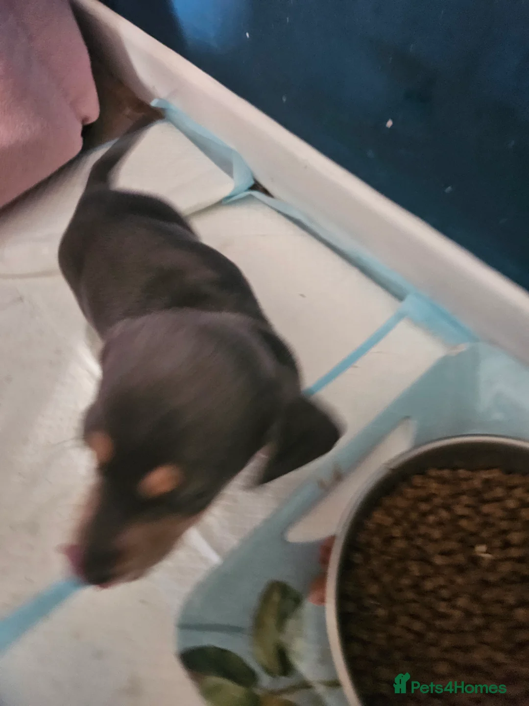 Miniature Dachshund dogs for sale: Kc registers mini smoothaired dachshund puppies - Advert 22
