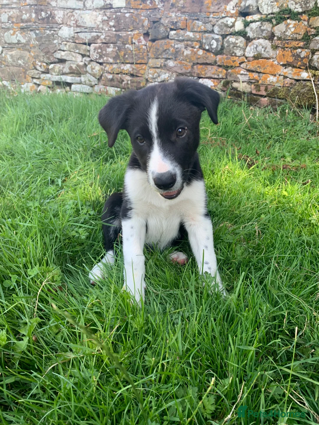 Smooth Collie dogs for sale: Male Collie Pup - Advert 2