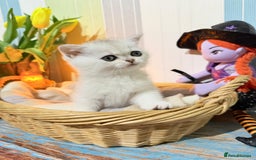 British Shorthair cats for sale: British Shorthair 🤍BOY🤍 - Image 1