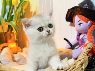 British Shorthair cats - Advert 26