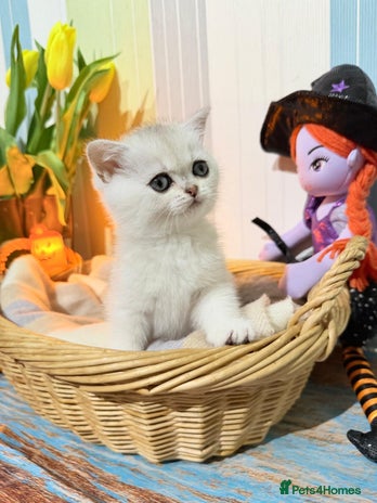 British Shorthair cats - Advert 16