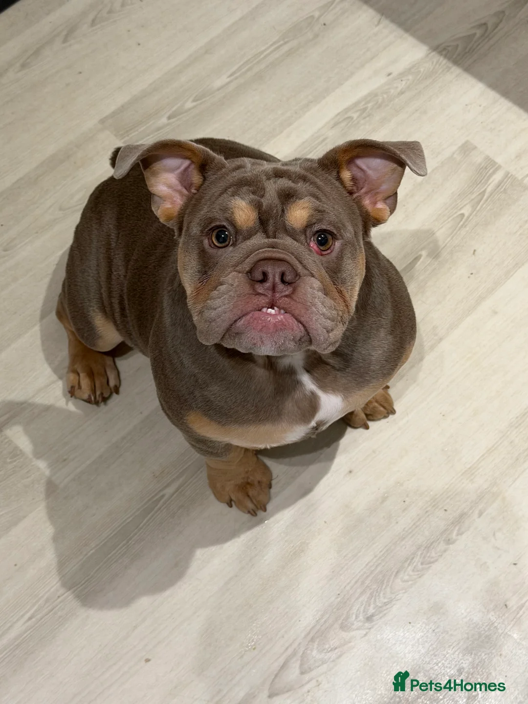 English Bulldog dogs for sale: English bulldog 6 months old  - Advert 3
