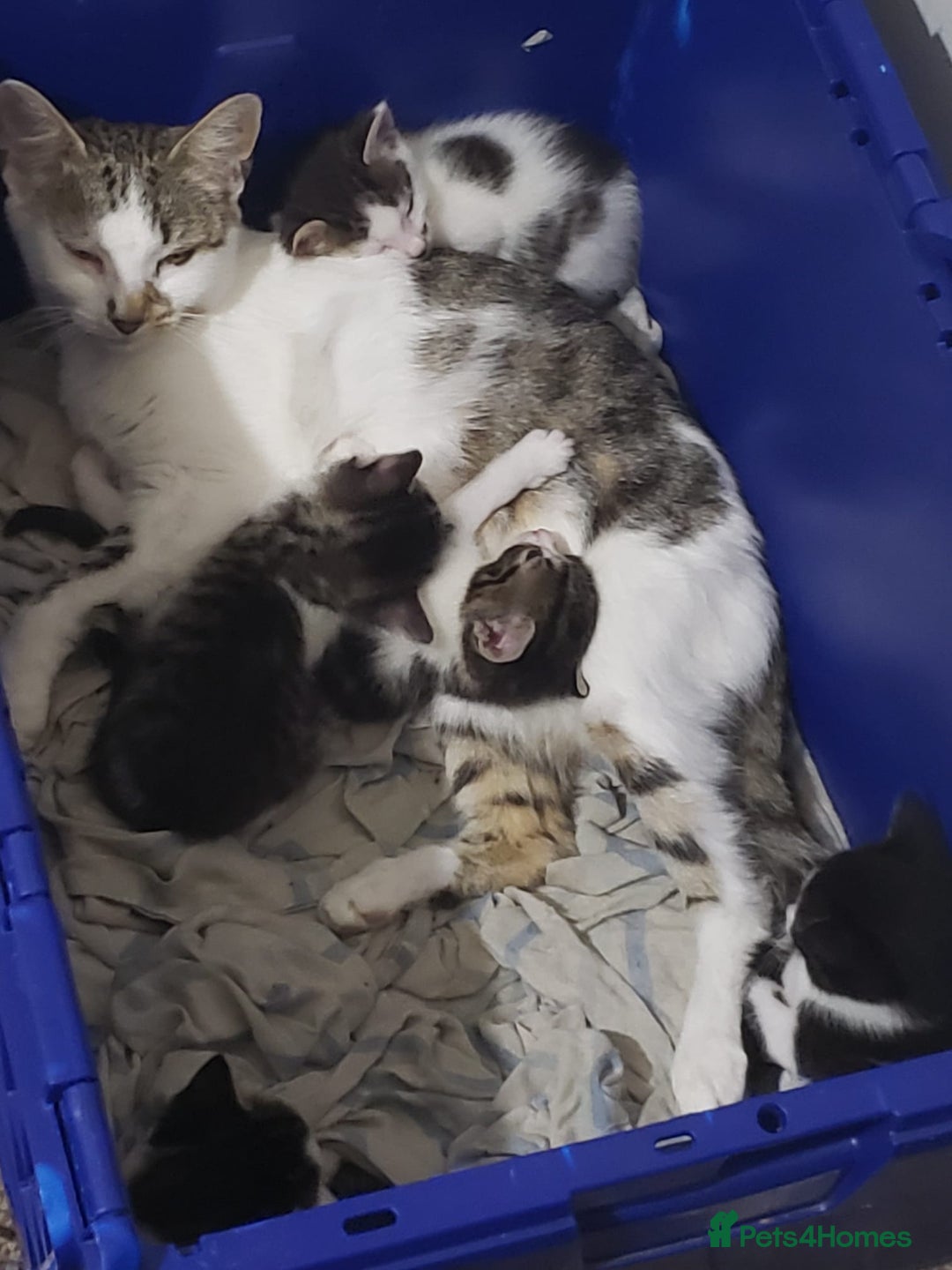 Mixed Breed cats for sale: Georgous playfull kittens  - Image 9