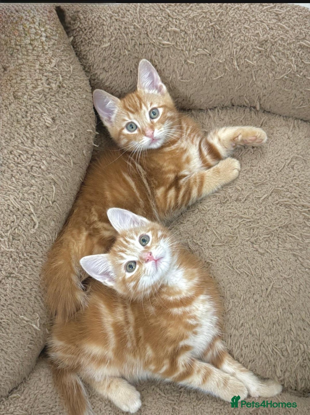 Mixed Breed cats for sale: LOVELY KITTENS  - Advert 2