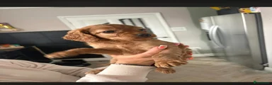 Cockapoo Puppy 2