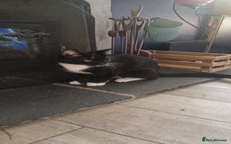 Mixed Breed cats for sale: 1 year old male cat needs rehomed - Image 6