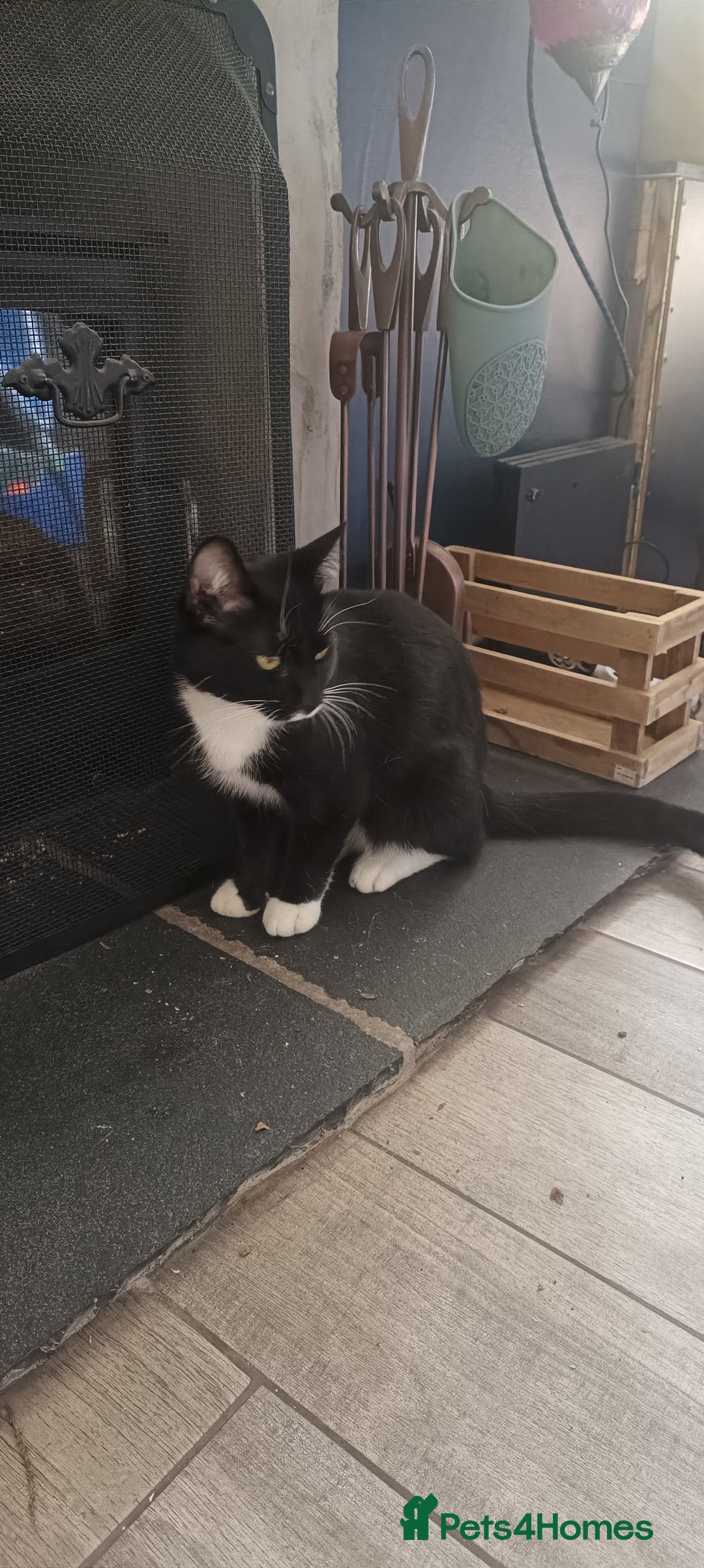 Mixed Breed cats for sale: 1 year old male cat needs rehomed - Image 6