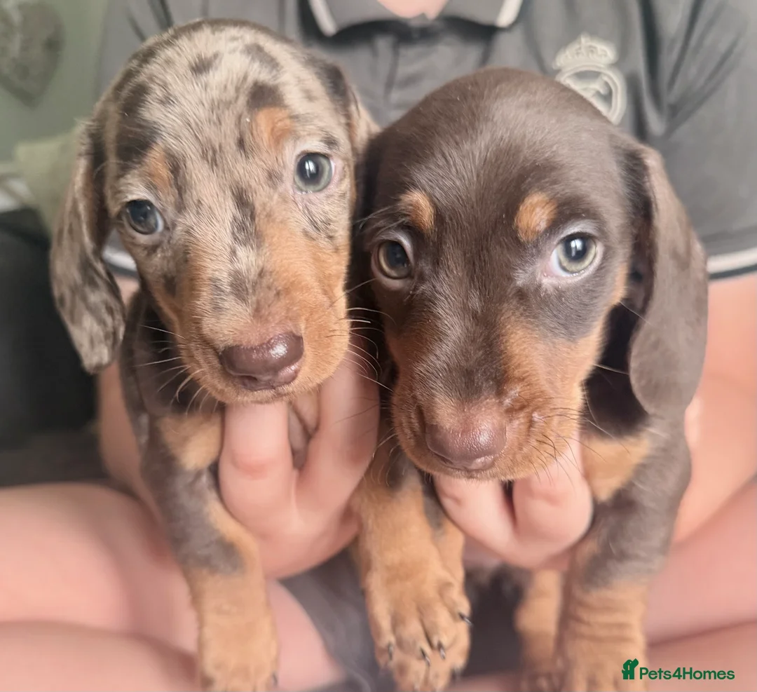 Miniature Dachshund dogs for sale: Exceptional KC Registered Miniature Dachshund Boys - Advert 3