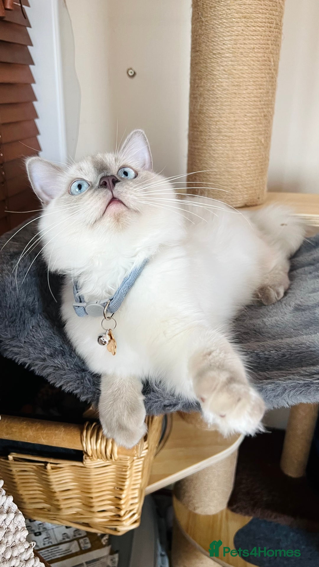 Ragdoll cats for sale: SILKY ADORABLE RAGDOLL KITTEN CHAMPIONLINE - Image 7