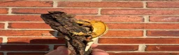 Gecko reptiles for sale: Crested Geckos  - Advert 12