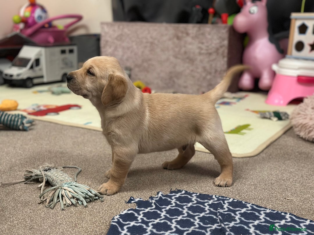 Golden Retriever dogs for sale: Friendly happy healthy, stunning puppies  - Advert 19