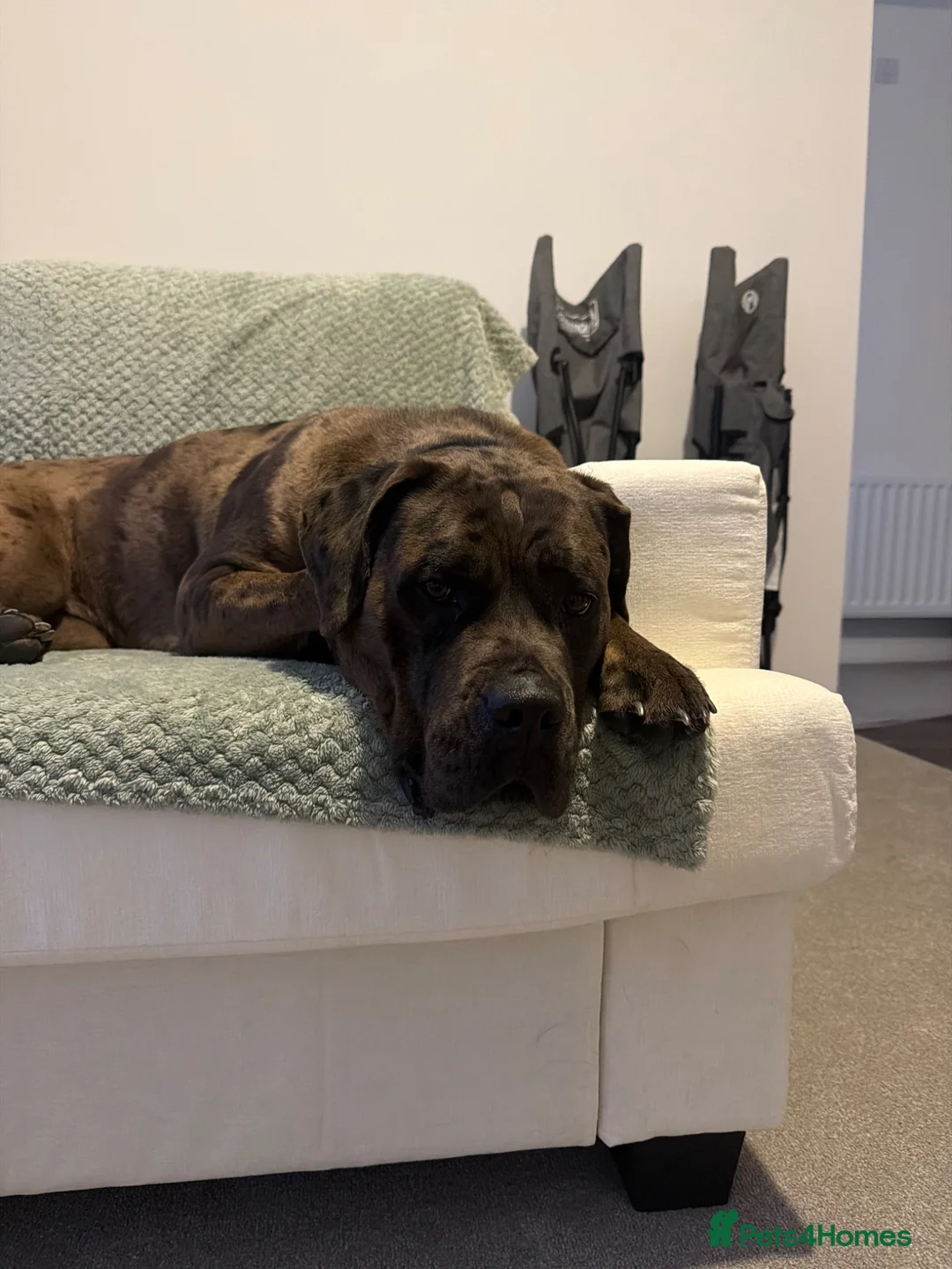 Cane Corso dogs for sale: Storm  - Advert 2