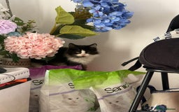 British Shorthair cats for sale: British short hair mixed kittens  - Image 2