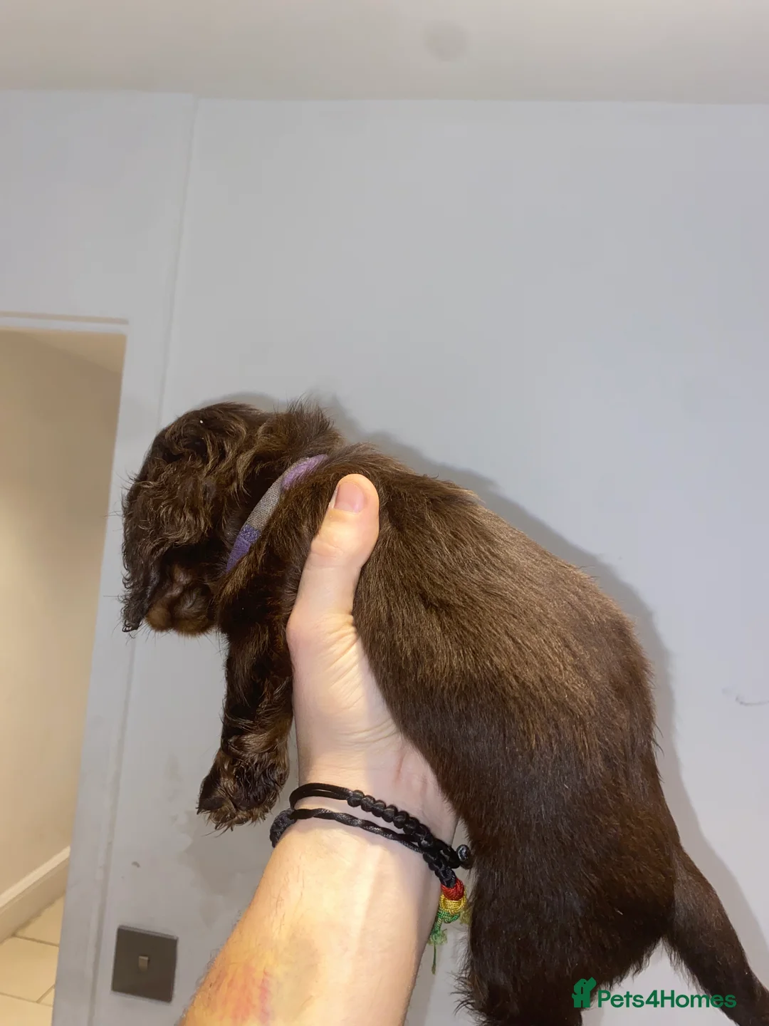 Miniature Dachshund dogs for sale: Long haired miniature dachshund puppies for sale  - Advert 15