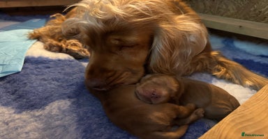 Cocker Spaniel dogs - Advert 16