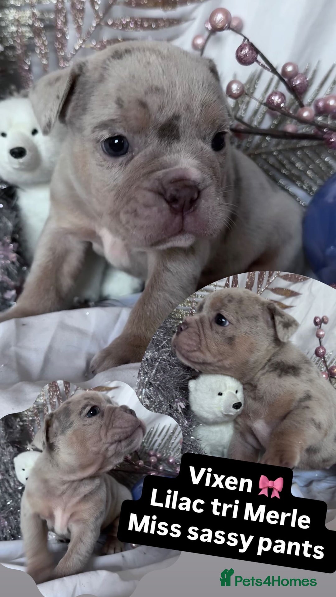 English Bulldog dogs for sale: 11 wonderful healthy happy bulldog babies  - Advert 6