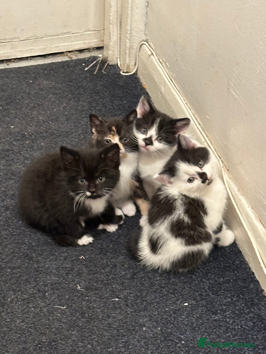 American Wirehair cats for sale: 3 KITTENS FOR SALE - ready to leave Jan 11th - Advert 4