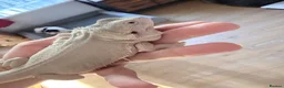 Bearded Dragon reptiles for sale: Zero leatherback bearded dragon and set up in Blaenau Ffestiniog - Advert 9