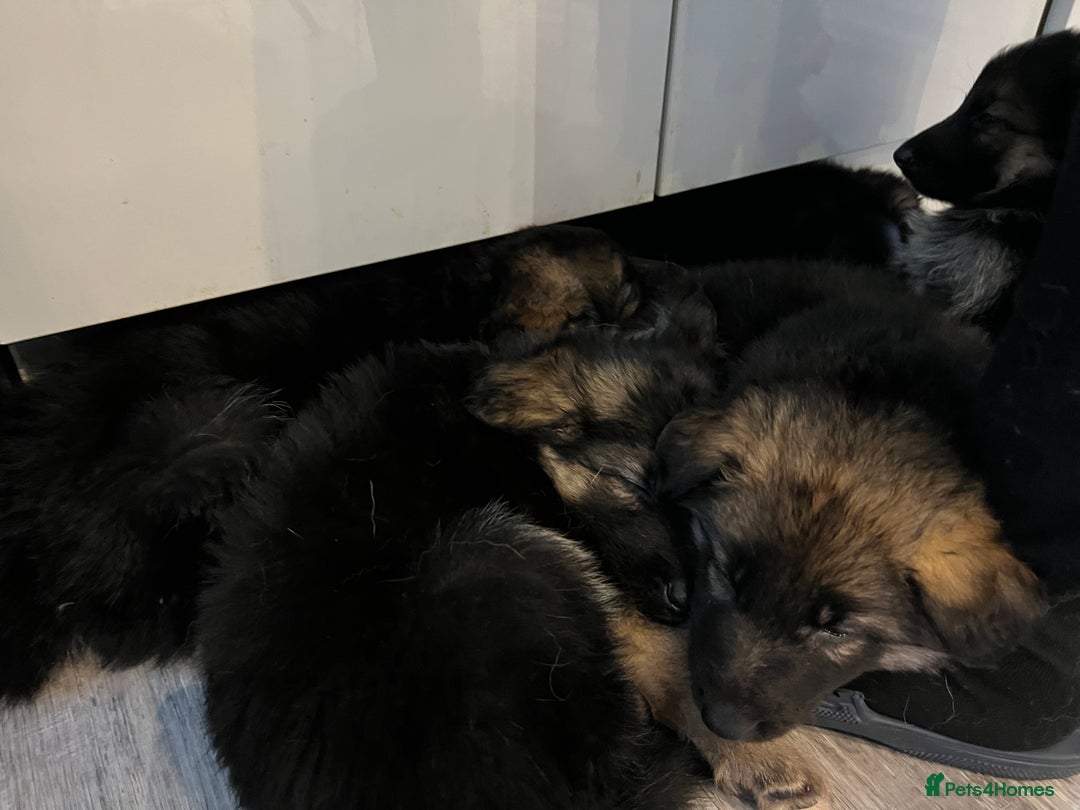 German Shepherd dogs for sale: German Shepherd  - Advert 10