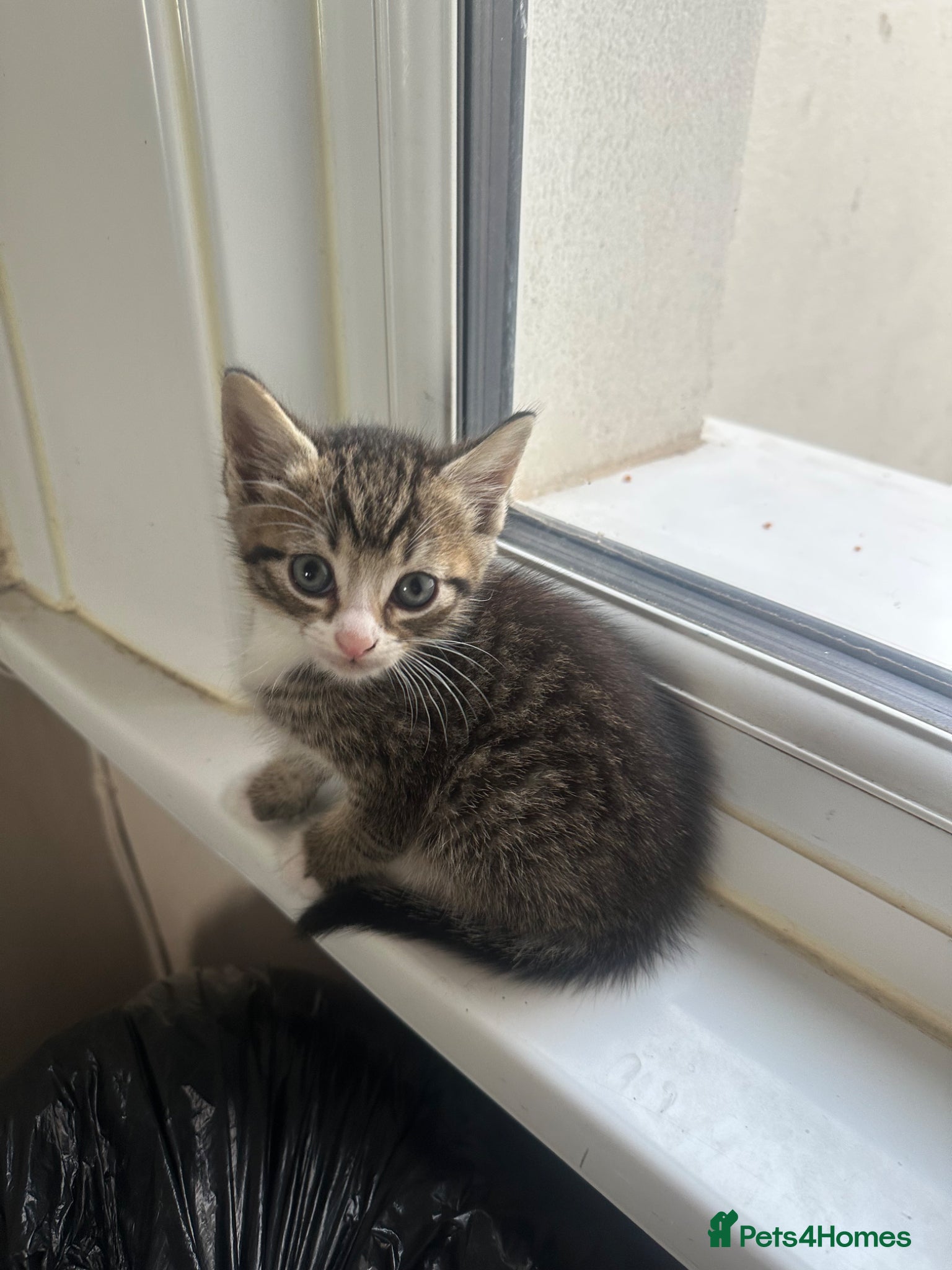 British Longhair cats 3 longhair kittens for sale (PRICE NEGOTIABLE) - Advert 7