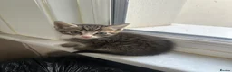 British Longhair cats for sale: 3 longhair kittens for sale (PRICE NEGOTIABLE) - Advert 3