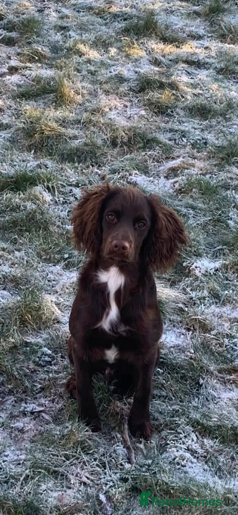 Sprocker dogs Male Sprocker Only 8 Months Old in Reading - Advert 1