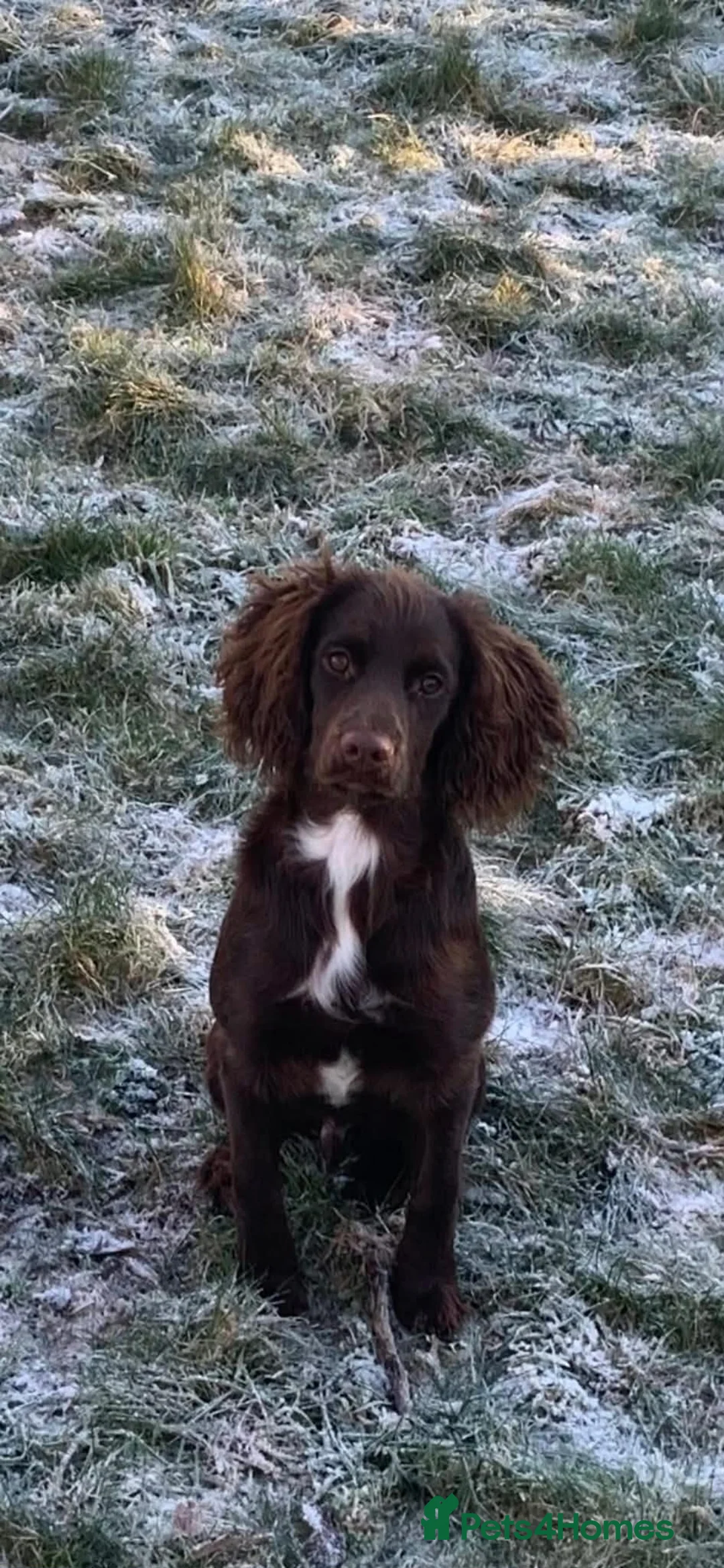 Sprocker dogs for sale: Male Sprocker Only 8 Months Old in Reading - Advert 1