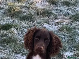 Sprocker dogs Male Sprocker Only 8 Months Old in Reading - Advert 1